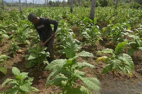 Kementan Proram Pemanfaatan Dana Bagi Hasil Tembakau Untuk Petani