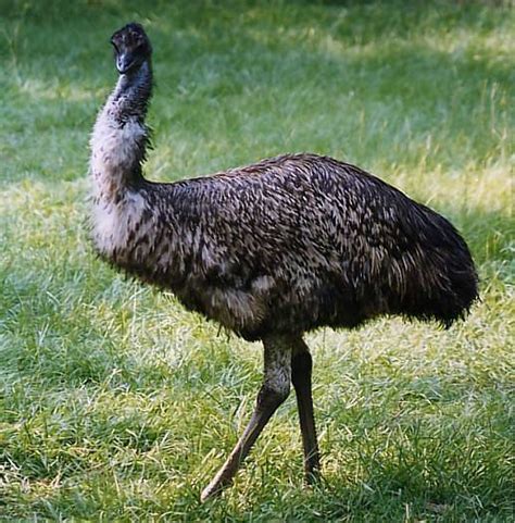 Accurate content you can trust, spreading knowledge on the animal kingdom, and giving back. Desde las gavetas de mi escritorio: Aves que no vuelan ...