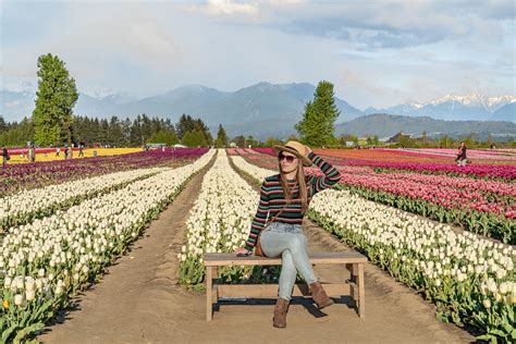 Wander The Tulip Fields In Chilliwack Tulips Of The Valley Non Stop
