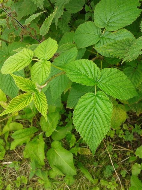 In the early 15th century western european monks were using the wild strawberry in their illuminated the garden strawberry was transplanted from the forests and then the plants would be propagated. Plant ID forum→Is this strawberry plant? - Garden.org