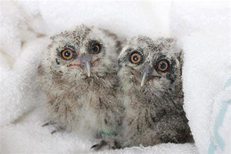 Fluffy Fluffy Baby Owls In A Fluffy Fluffy White Towel Raww