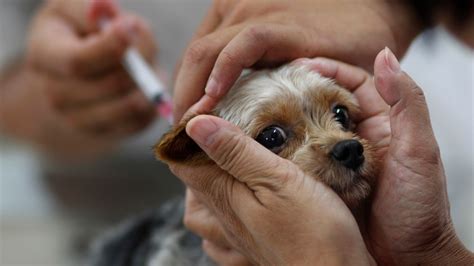 Taiwan Orders More Human Vaccine As Rabies Returns Fox News