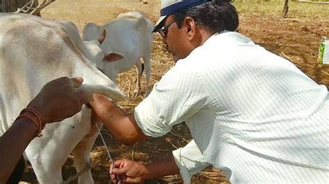 Artificial Insemination Of Cow Ai In Cow In India Cow Insemination