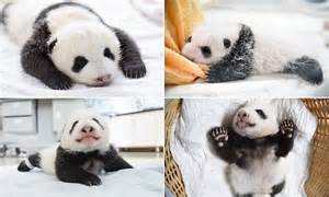 Giant Panda Cubs Make Their Debut At Chinese Breeding Centre In Sichuan