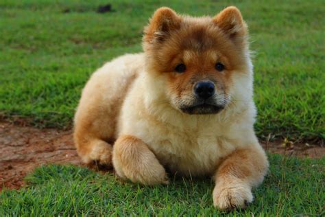 Chow Chow Haircuts Grooming Tips And Hair Style Ideas