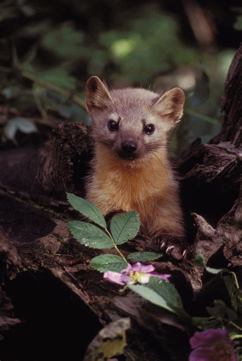 Free Images Wildlife Cat Africa Mammal Possum Fauna Whiskers