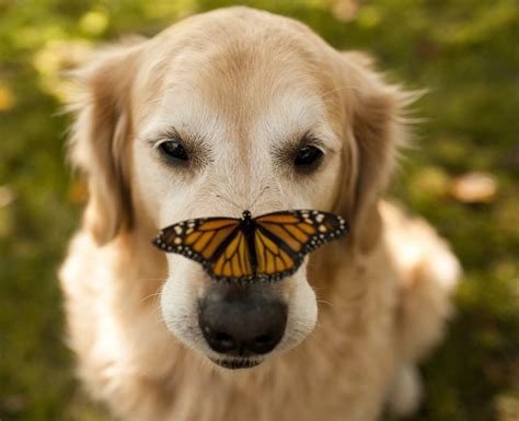 Animals Playing With Butterflies Looks Like Magic In 2021 Big Dog