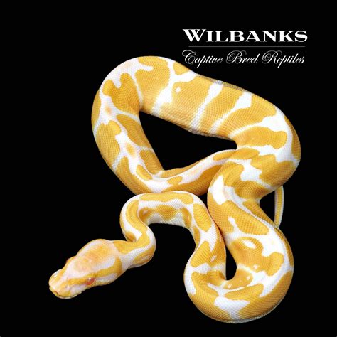 Albino Ball Python By Wilbanks Captive Bred Reptiles Morphmarket