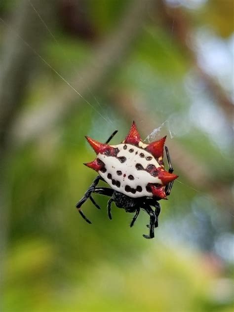 Strange Spider I Spotted In Miami Fl Rpics