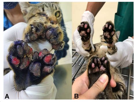 Ulcerative Pododermatitis Caused By Anatrichosoma Spp Was Presented