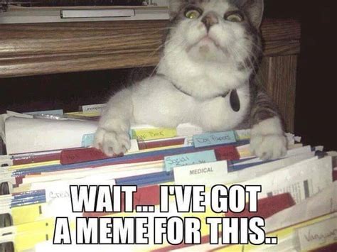 The Best Office Cat Memes Memedroid