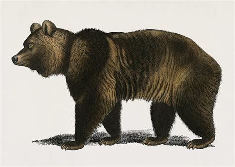 Vintage Illustration Of Brown Bear Ursus Arctos Painting By Celestial