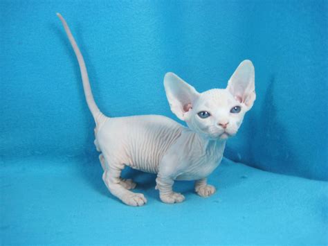 I Want This Bambino Cute Hairless Cat Bambino Cat Devon Rex Cats