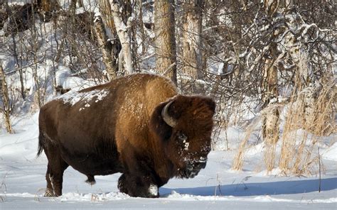 American Bison HD Wallpaper | Background Image | 1920x1200