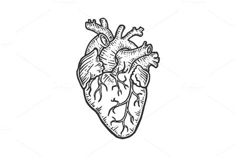 Human Heart Sketch Engraving Vector Creative Daddy