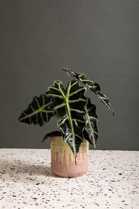 Alocasia Polly — Canopy Plants | 1000 in 2020 | Plants, Popular house plants, House plants