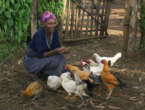 diversity is key to sustainability for local chicken farming in africa flipboard