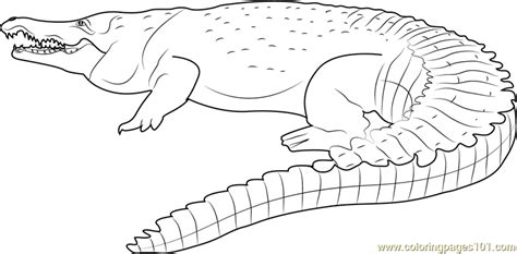 The coloring pages presented here can be freely downloaded for your kids' personal use. Orinoco Crocodile Coloring Page - Free Crocodile Coloring ...