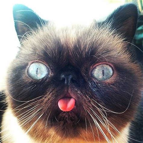 Der The Cat Does Nothing But Blep Aww Post Derpy Cats Cats Cute Cats