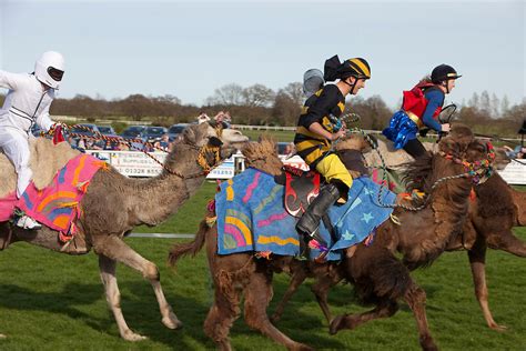Reference to a person of arab descent, considered derogatory. Camel Racing In England | The Jeremy Nicholl Archive