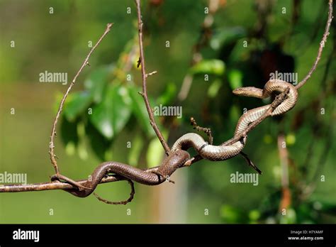 Smooth Snake Climbing On Tree Branch Coronella Austriaca Stock Photo