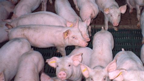 Pig Farmers Blame The Increase In Pork Prices To The Rising Cost Of