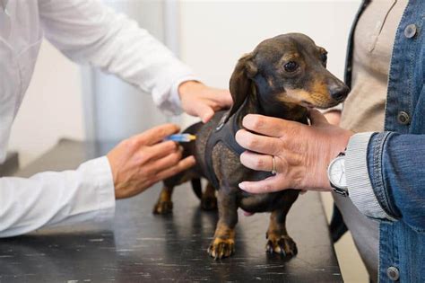 Vet Clinic Near Me - Brittany Glen Animal Hospital