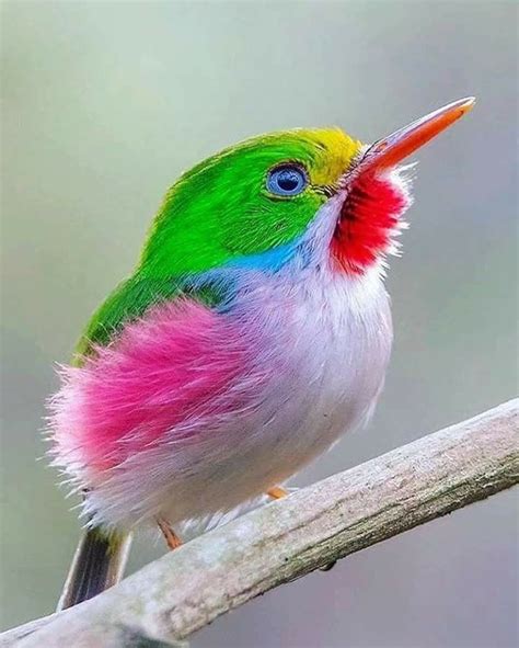 Pin By Tena Whitt On Beautiful Birds Beautiful Birds Colorful Birds