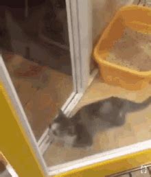 Excited Cat Gif Excited Cat Please Discover Share Gifs