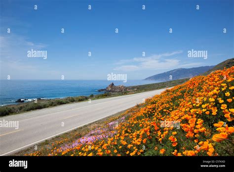 Usa California California Poppies Eschscholzia Californica At Coast