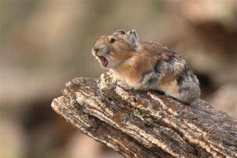 American Pika Facts Diet Habitat And Reproduction
