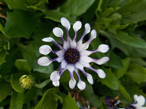 Hd Wallpaper Cape Basket Nature Flower Bornholm Marguerite Bloom