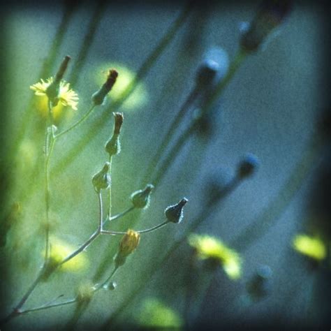 Spring Green Fine Art Photography Nature Photography Print