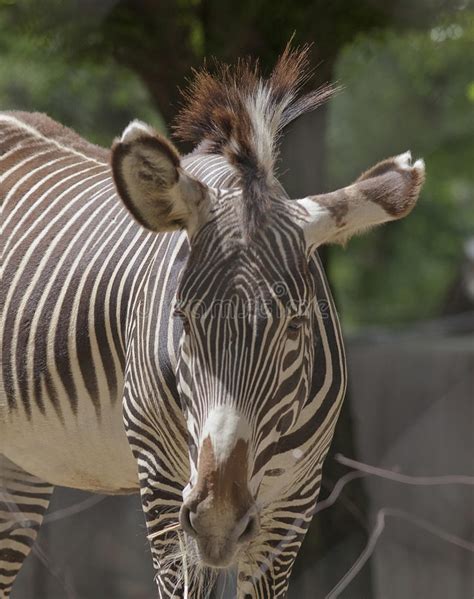 Reading Between The Lines Zebra In National Zoo Stock Image Image Of