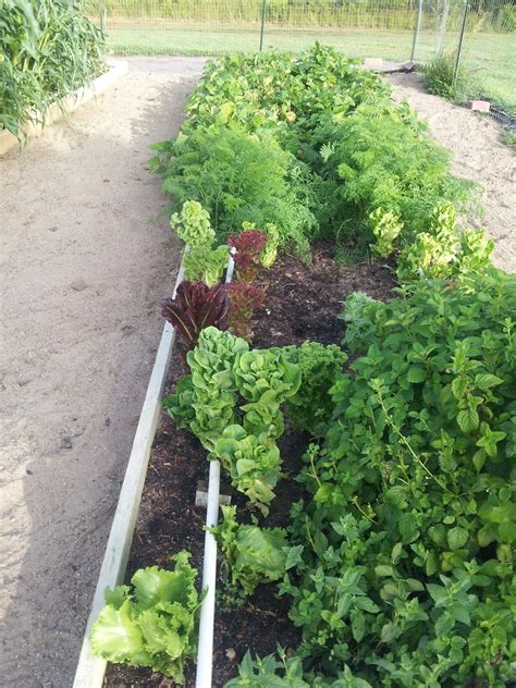 Jun 01, 2021 · after weeds are pulled or dug out, you can leave them on the ground to shrivel (best to do on a sunny day) so they are lighter to haul away later. Jacob's Garden Recipe: Weed 'Early and Often"