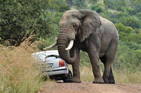 However, you can be confident that elephant auto insurance will take into consideration your driving record, age, gender, marital status, and address. This Huge Elephant Felt It Deserved The Right Of Way. You Won't Believe What Happened Next.