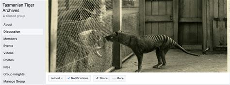 Man claims to have captured thylacine extinct since 1936 on camera in his south australian backyard it was posted online by the thylacine awareness group of australia thylacine became extinct in 1936 when last animal died at hobart zoo Centre for Fortean Zoology Australia: A New Thylacine ...