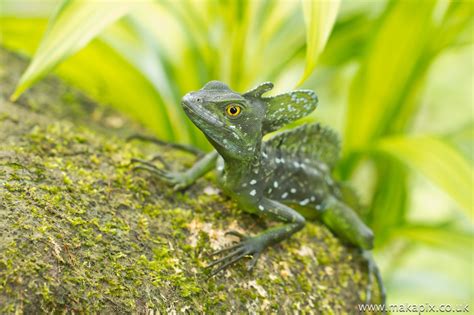 Costa Rica Lizards Makapix Not Just Travel Photography