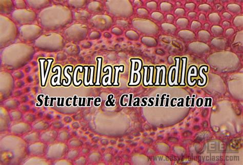 Structure And Classification Of Vascular Bundles In Plants Easybiologyclass