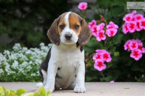 Learn more about the beagle breed here. Beagle puppy for sale near Lancaster, Pennsylvania ...