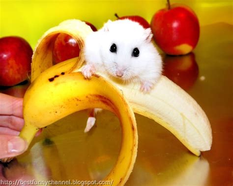 When you buy through links on our site, we may earn an affiliate commission. Cute and funny pictures of animals 65. Hamsters.
