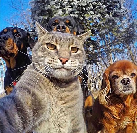 Un Gatoncon Sus Amigos Perros Selfie Gatos Gatosdeinstagram Catsofinstagram Con Imágenes