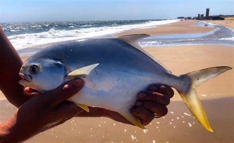 Pompano Are Big This Summer Delaware Surf
