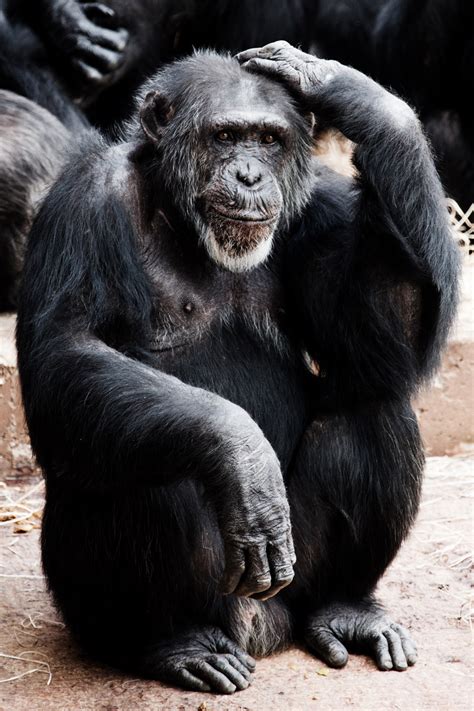 Public Domain Picture Chimpanzee Thinking Id 13956460818190