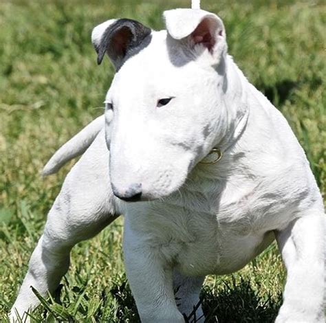 Miniature Bull Terrier Temperament Lifespan Shedding Puppy