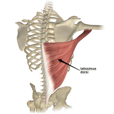 Latissimus Dorsi Is The Muscle Of The Month At Muscle