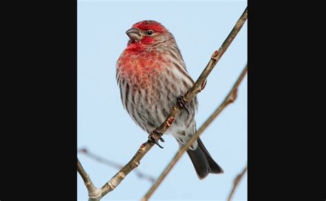 Gilbert pearson (guilford county) chapter of the national audubon society, we invite you to go to our website. Great Backyard Bird Count 2019 Should Be "Finchy" and Fun ...