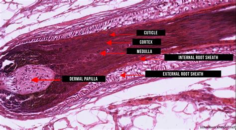 Hair Slide Labelled Histology Schoolworkhelper