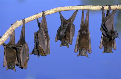 Bat Medicine Conversations With Don Machinga And Other