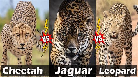 Jaguar Vs Cheetah Vs Leopard చీతా చిరుత జాగ్వార్‌ ఈ మూడింటిలో